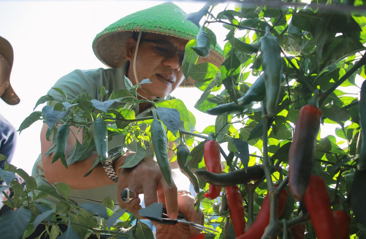 Ubah Lahan Tidur ke Kebun Produktif Cabai Tanjung, Bupati Bandung  Siapkan Dukungan Modal KDMP Lengkong